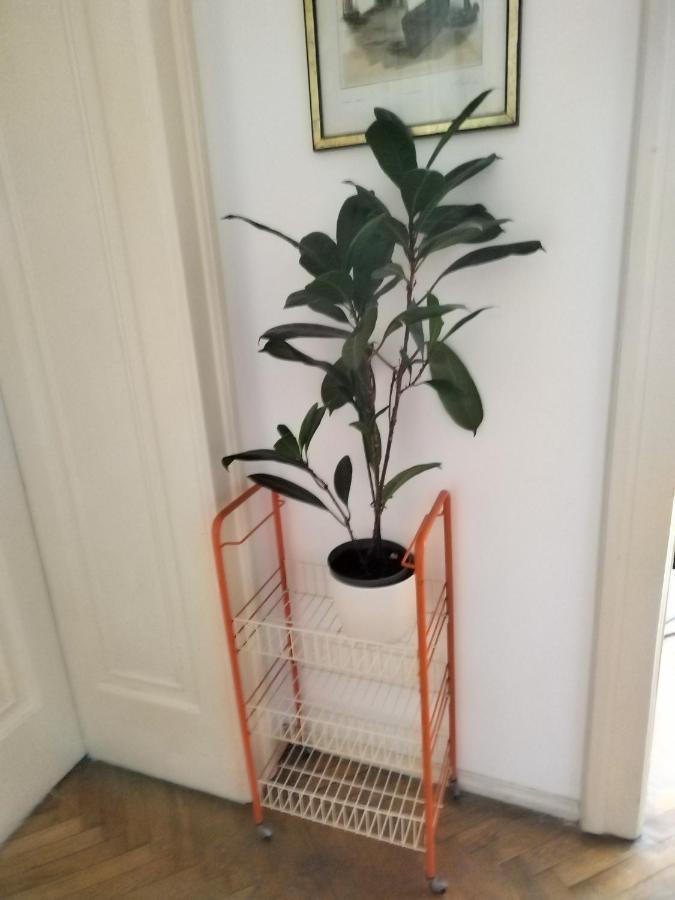 نزل بلغرادفي Monica'S House المظهر الخارجي الصورة